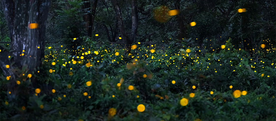 Nature Might Have a Universal Rhythm